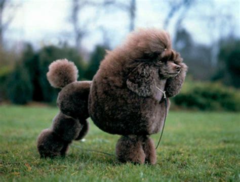 The Russian <b>Toy</b> is a small, elegant, lively dog with long legs, fine bones and lean muscles. . Kennel club toy poodle breeders uk